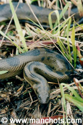 Anaconda - bassin amazonien (Bolivie)