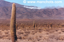 Forêt de cactus - Cachi (Argentine)