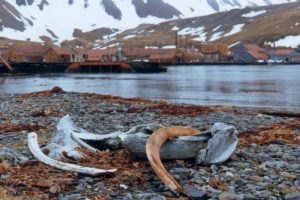 Os de baleine - Grytviken (île Géorgie du Sud)