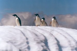 Manchots Adélie - île Penguin (îles Shetland du Sud)