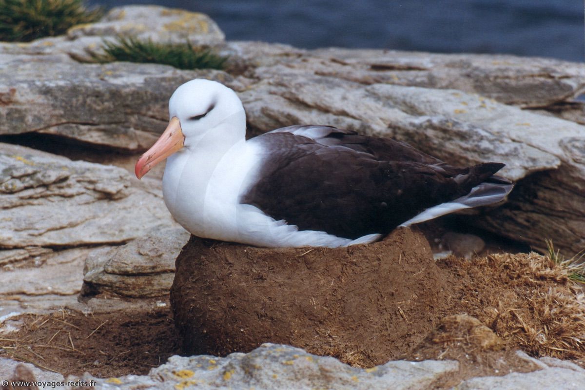 Albatros à sourcils noirs - New Island (Malouines)